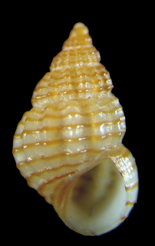 Alvania lineata